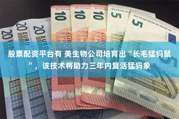 股票配资平台有 美生物公司培育出“长毛猛犸鼠”，该技术将助力三年内复活猛犸象